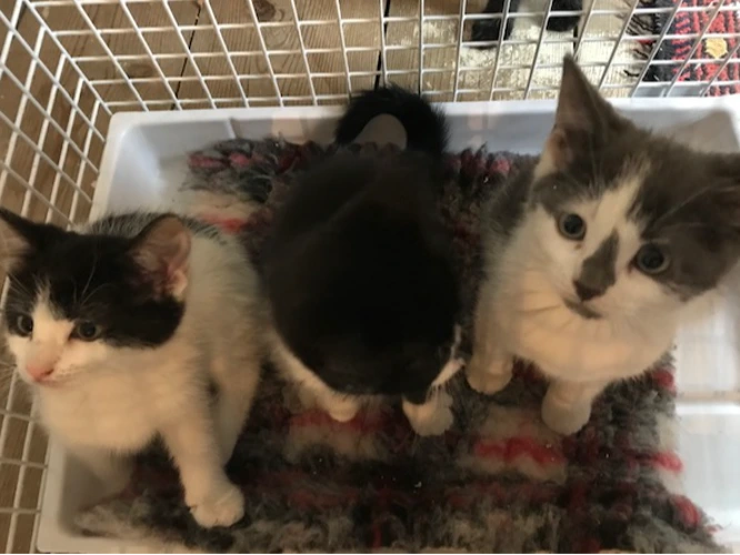 Ask about kittens