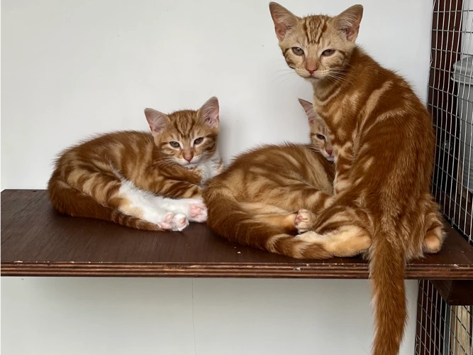 Ask about kittens