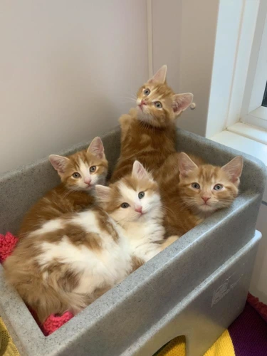 Gingerbiscuits