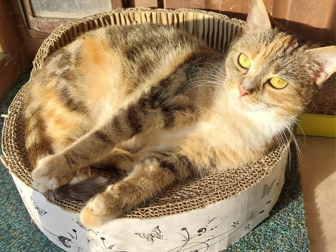 Amber