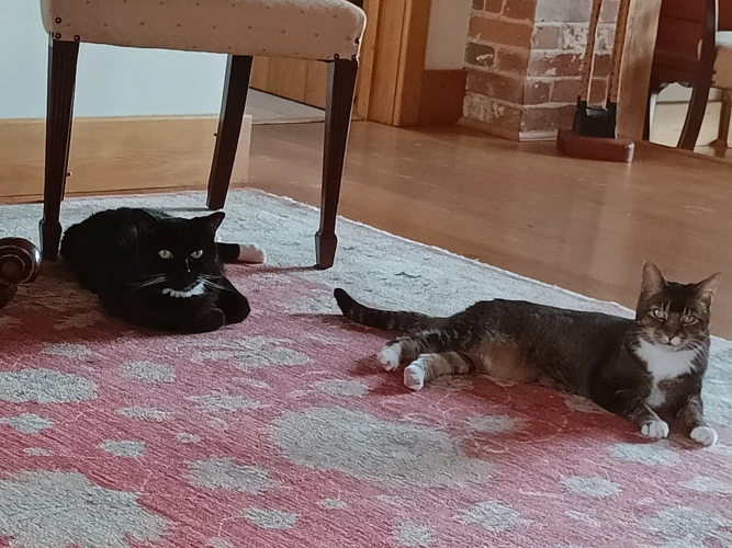 Muffin and Cleo