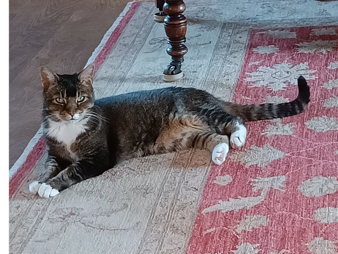 Muffin and Cleo