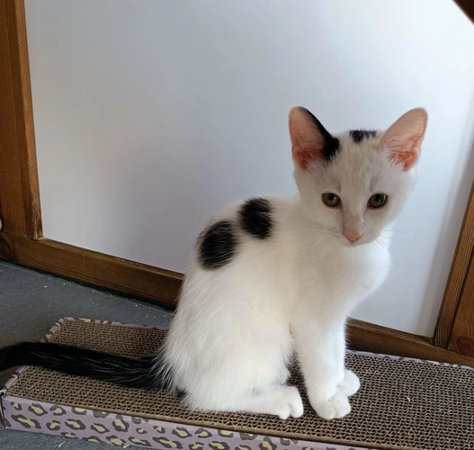 Domino
