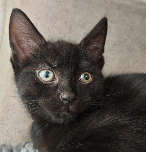 Cazuela 9wk kitten