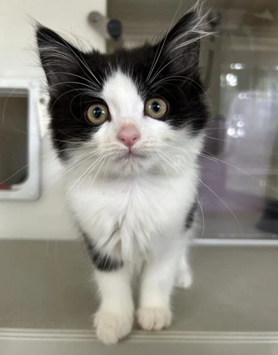 Maeve