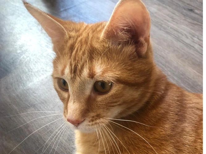 Jasper