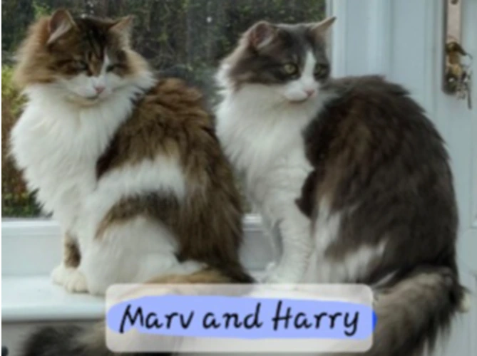 HARRY & MARV (DH)