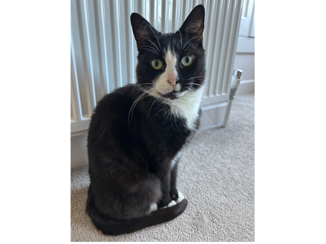 Mittens