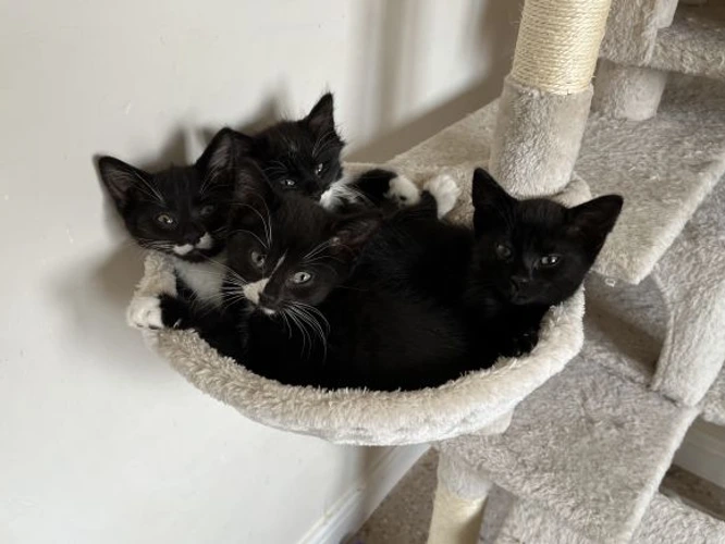 PAIRS OF KITTENS