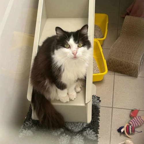 Suki