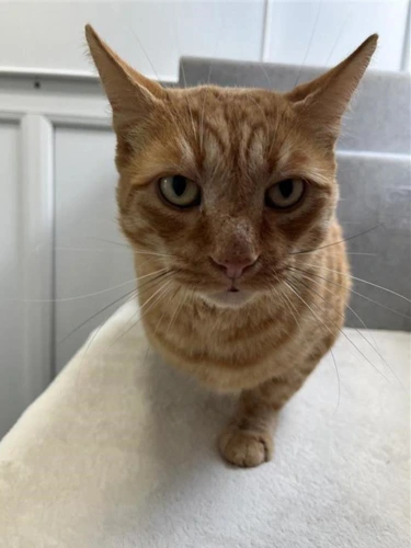 Benny