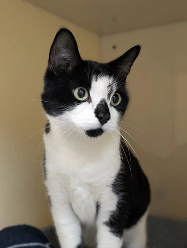 Chico