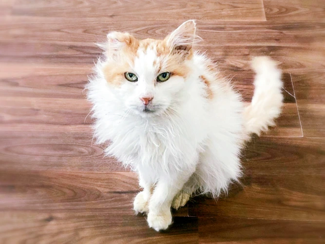 Butterscotch