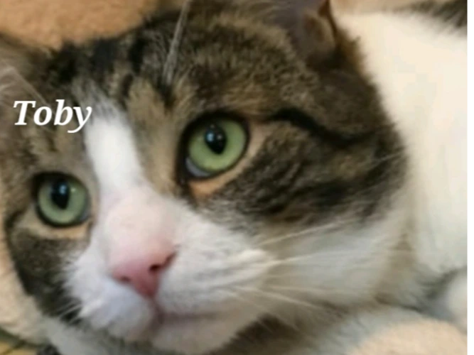 TOBY (CR)