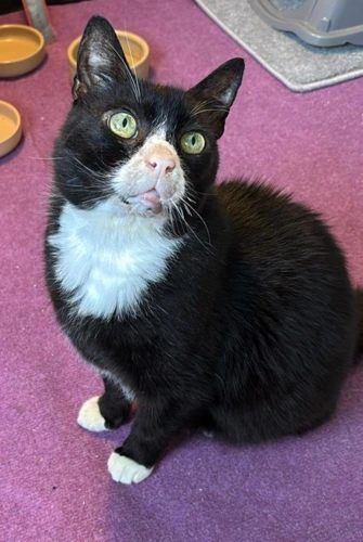 Stanley 13yr male