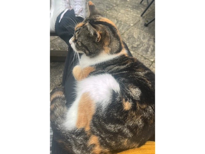 Pebbles