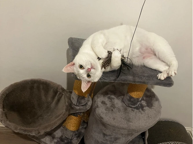 Dame Snowbeans