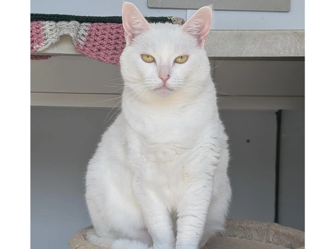 Dame Snowbeans