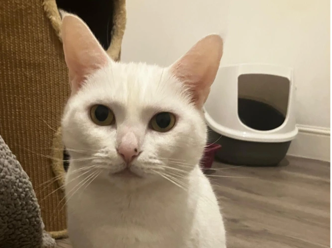 Dame Snowbeans
