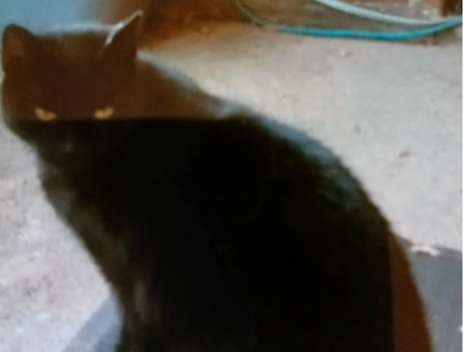 PEPSI (DH)