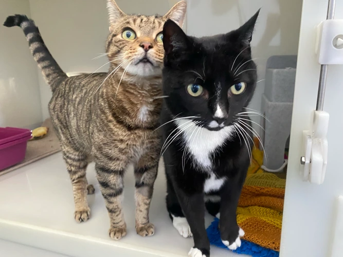 Taz and Stormie