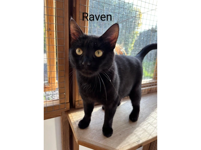 Raven