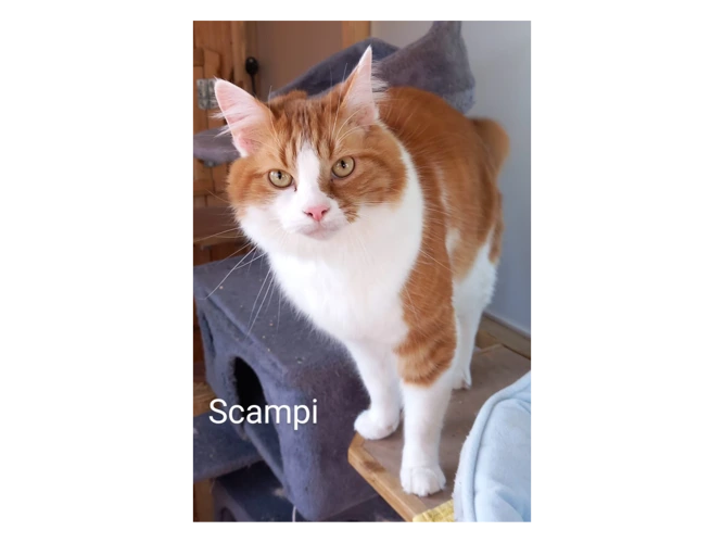 Scampi