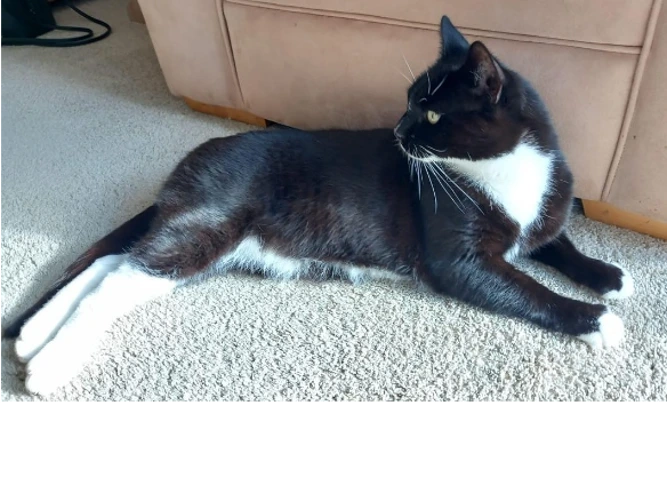 Rascal