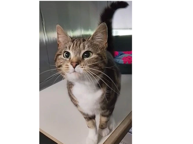 Tabby