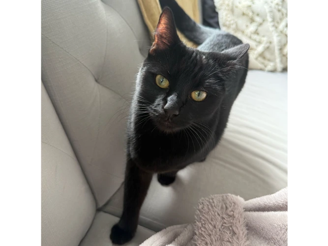 Onyx (& Oreo)