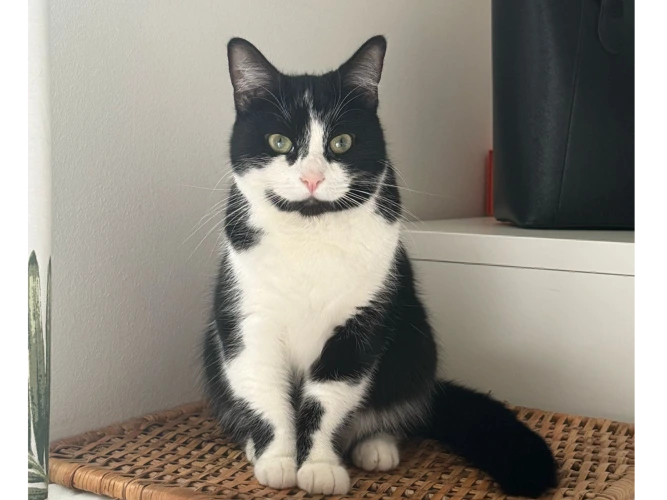 Oreo (& Onyx)