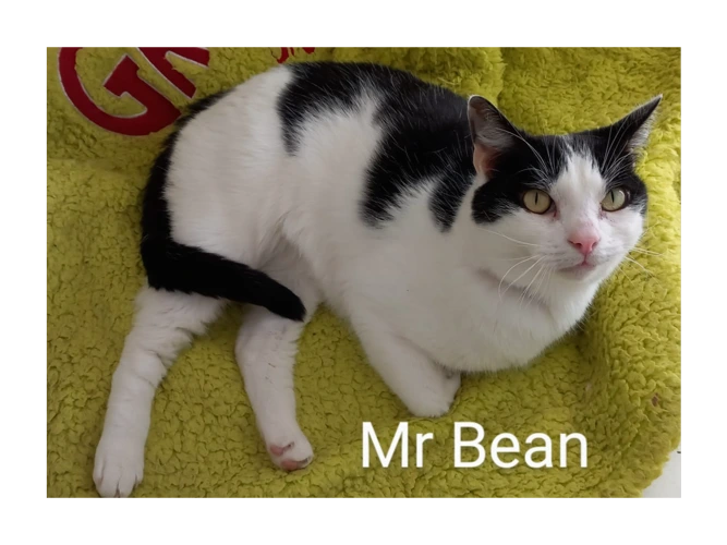 Mr Bean