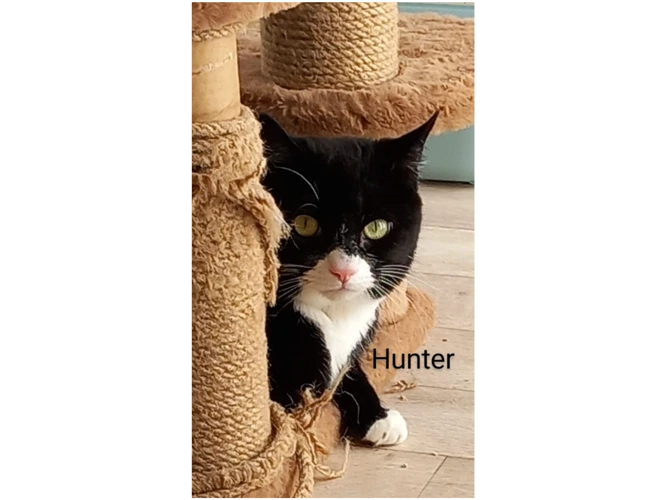 Hunter