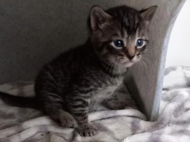 Kittens