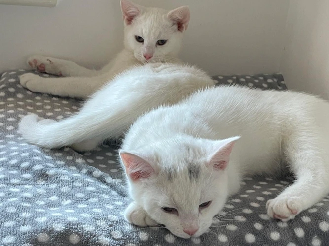 Kittens - Samson, Star, Chilli and Wanda