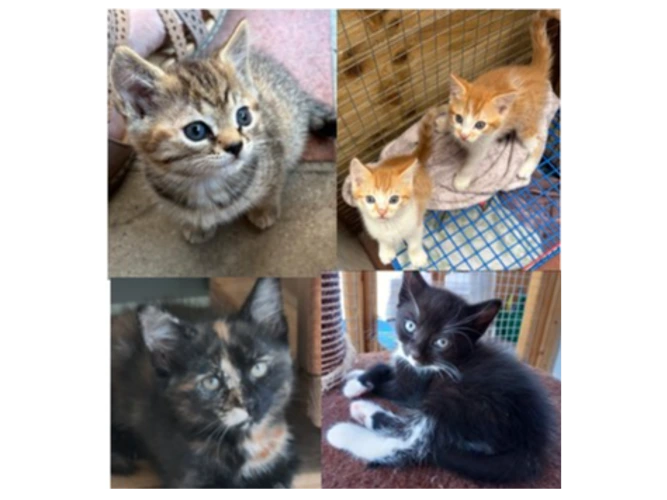 Kittens