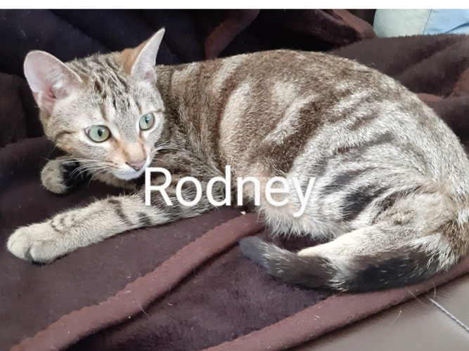 RODNEY