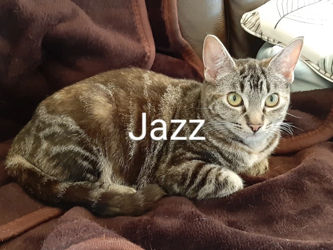 JAZZ