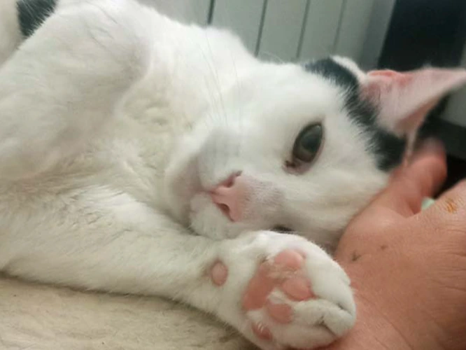 Benji