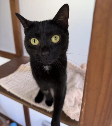 Zaffie (was Ziggy)