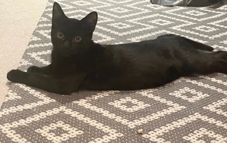 Nutmeg