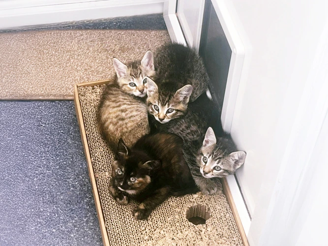 Daisy, Oreo, Teddy & Snickers