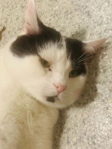 Oreo