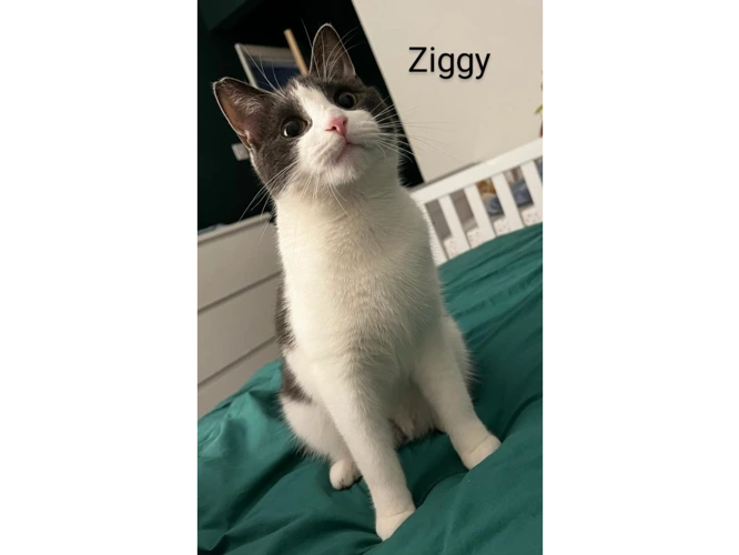 Ziggy