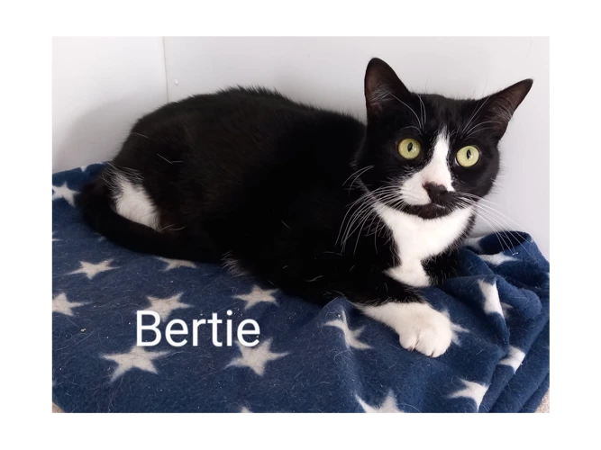 Bertie