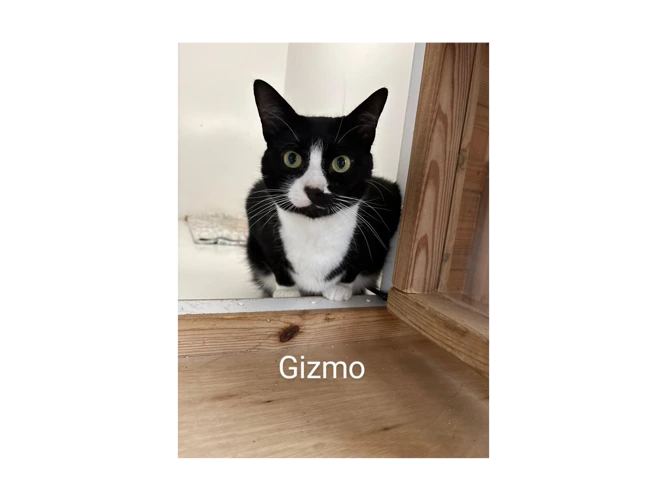 Gizmo