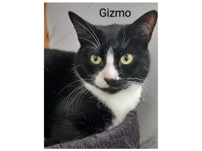 Gizmo