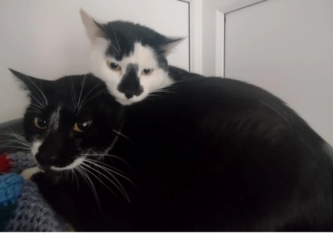 Spotty and Jo Jo