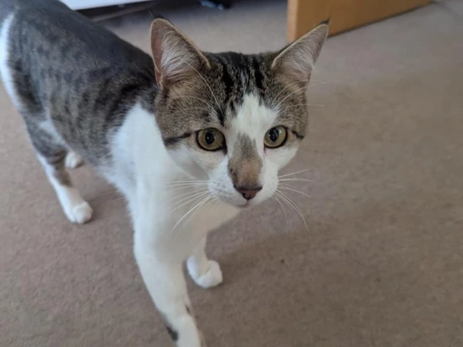 1-year-old Olly