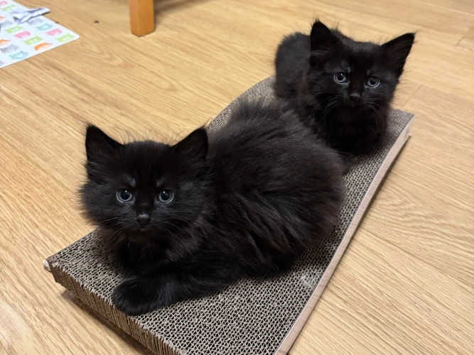 The 5J kittens - Jesse, Joey, Jasper, Jack and Jett